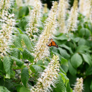 Clethra Alnifolia, Coastal Pepperbush, Coastal Sweet Pepperbush, Coastal Sweet Pepper, Alderleaf Pepperbush, Alderleaf Clethra, Clethra, Summer Sweet