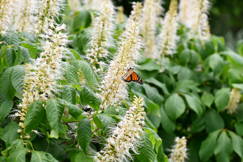 Clethra Alnifolia, Coastal Pepperbush, Coastal Sweet Pepperbush, Coastal Sweet Pepper, Alderleaf Pepperbush, Alderleaf Clethra, Clethra, Summer Sweet