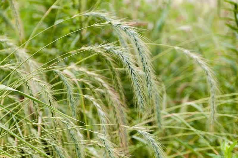 Canada Wild Rye grass, Elymus canadensis