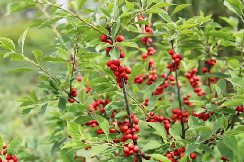 Ilex verticillata, Winterberry, American songbird