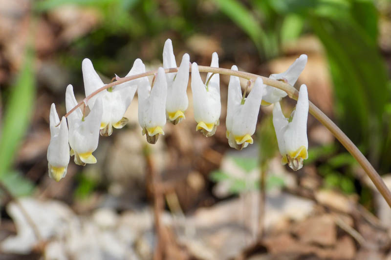 Dicentra cucullaria, Dutchman's Breeches, Bicuculla cucullaria, Dicentra cucullaria var. occidentalis, Dicentra occidentalis, White Flowers, Shade Perennial