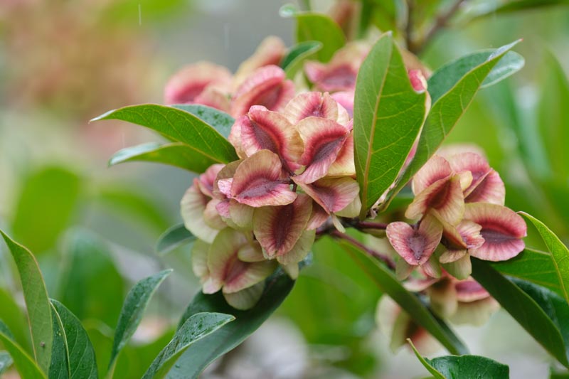 Dodonaea viscosa, Florida Hopbush, Hopseed Bush, Switch Sorrel, Varnish Leaf, Hopbush, Chapoliztle, Casol, Akeake, Dodonaea cuneata