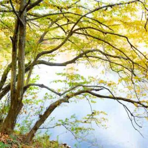 Carpinus caroliniana, American Hornbeam, Blue Beech, Water Beech, Musclewood, Ironwood, Tree with fall color, Fall color, Attractive bark Tree