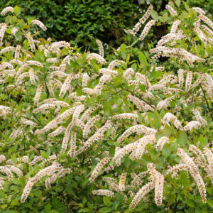 Itea virginica, Virginia Sweetspire, Tassel-white, Virginia Willow, White Flowers
