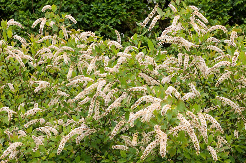 Itea virginica, Virginia Sweetspire, Tassel-white, Virginia Willow, White Flowers