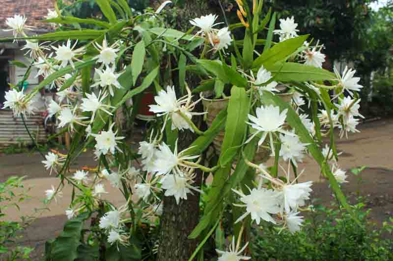 Epiphyllum oxypetalum, Dutchman's Pipe Cactus, Orchid Cactus, Night Queen, Jungle Cactus, Dutchman's Pipe, Queen of the Night, Night Blooming Cereus, Cactus oxypetalus, Cereus oxypetalus, Phyllocactus oxypetalus