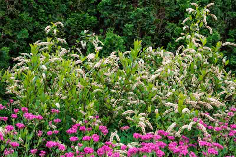 Itea virginica, Virginia Sweetspire, Tassel-white, Virginia Willow, White Flowers