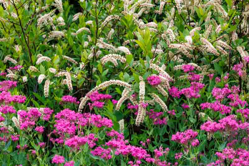 Itea virginica, Virginia Sweetspire, Tassel-white, Virginia Willow, White Flowers