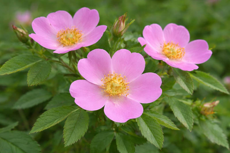 Rosa carolina, Carolina Rose, Pasture Rose, Shrub Roses, Pink roses, Hardy roses