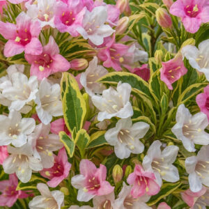 Weigela florida, Weigela, Hardy Shrub, Flowering Shrub