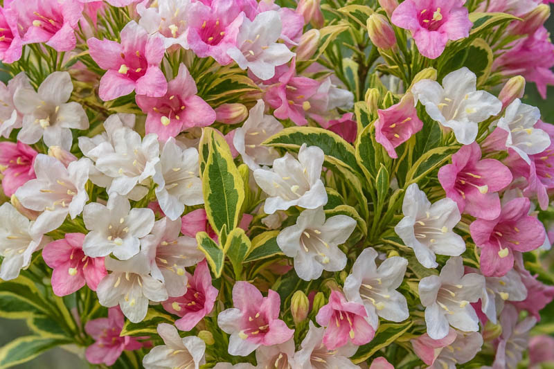 Weigela florida, Weigela, Hardy Shrub, Flowering Shrub