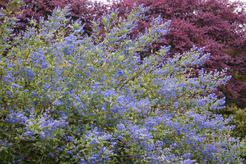 Ceanothus thyrsiflorus, Blueblossom, Bluebrush, Blue Blossom, Blue Flowers, Fragrant Shrubs, Evergreen Shrubs