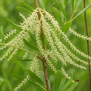 Cyrilla racemiflora, Titi, Swamp Titi, Black Titi, White Titi, Red Titi, Leatherwood, Swamp Cyrilla, American Cyrilla, Burnwood Bark, Palo Colorado, Evergreen Tree, White flowers
