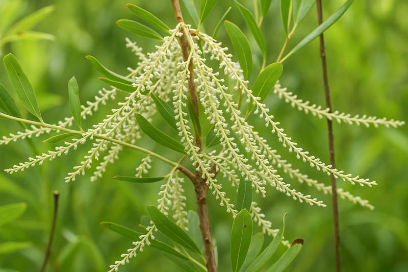 Cyrilla racemiflora, Titi, Swamp Titi, Black Titi, White Titi, Red Titi, Leatherwood, Swamp Cyrilla, American Cyrilla, Burnwood Bark, Palo Colorado, Evergreen Tree, White flowers