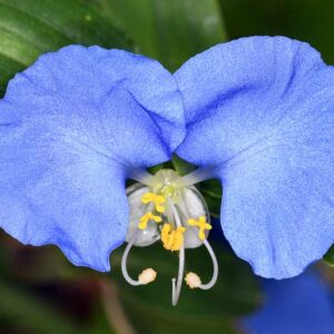 Commelina erecta, Dayflower, Widow's Tears, White-Mouth Dayflower, Slender Dayflower, Scrub Dayflower, Blue Flowers, Purple Flowers, Blue Perennial