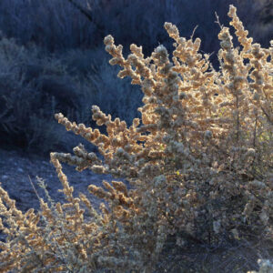 Atriplex canescens, Chamiso, Four-Wing Saltbush, Wing-Scale, Chamise, Chamize, White Greasewood, Saltsage, Fourwing Shadscale, Bushy Atriplex