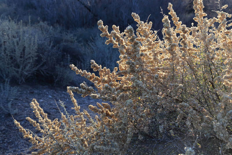 Atriplex canescens, Chamiso, Four-Wing Saltbush, Wing-Scale, Chamise, Chamize, White Greasewood, Saltsage, Fourwing Shadscale, Bushy Atriplex
