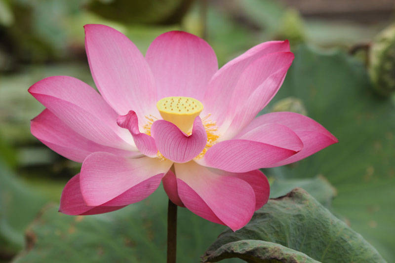 Nelumbo nucifera, Sacred Lotus, Chinese Arrowroot, Chinese Waterlily, East Indian Lotus, Egyptian Sacred Bean, Padma, Water Bean, Indian Lotus, Eastern Lotus