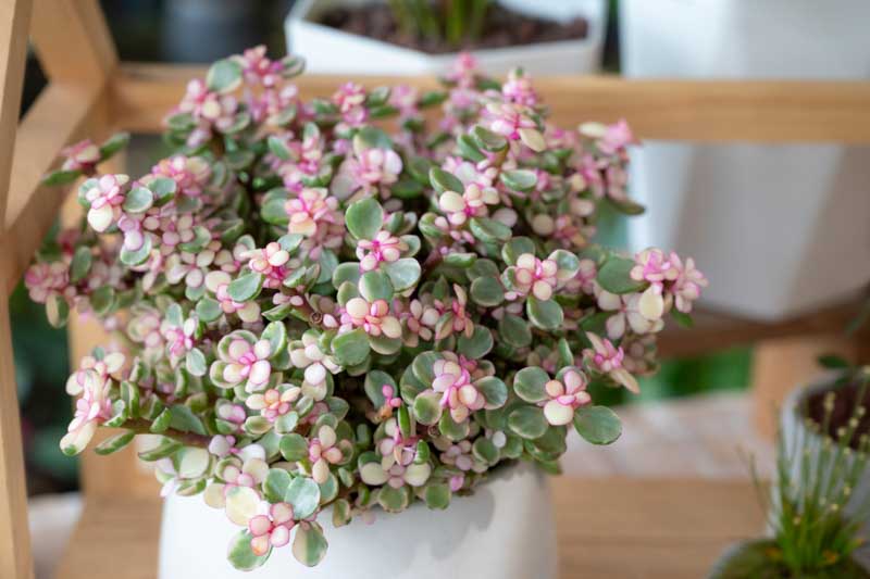 Portulacaria afra, Elephant Food, Elephant Bush, Dwarf Jade, Miniature Jade, Small Leaf Jade, green succulent