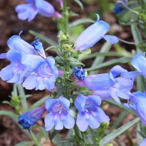 Penstemon heterophyllus, Bunchleaf Penstemon, Bunchleaf Beardtongue, Foothill Penstemon, Foothill Beardtongue, California Native Plants