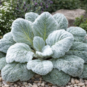 Salvia argentea, Silver Sage, Silver Clary, Silvery Clary, Silvery-Leaved Sage, Salvia sclarea 'Argentea'