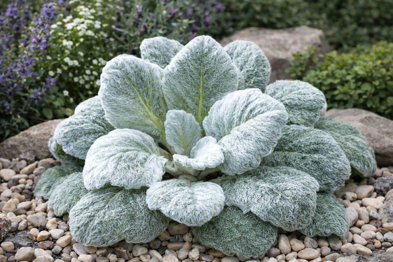 Salvia argentea, Silver Sage, Silver Clary, Silvery Clary, Silvery-Leaved Sage, Salvia sclarea 'Argentea'