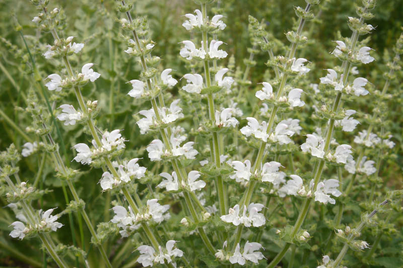 Salvia argentea, Silver Sage, Silver Clary, Silvery Clary, Silvery-Leaved Sage, Salvia sclarea 'Argentea'