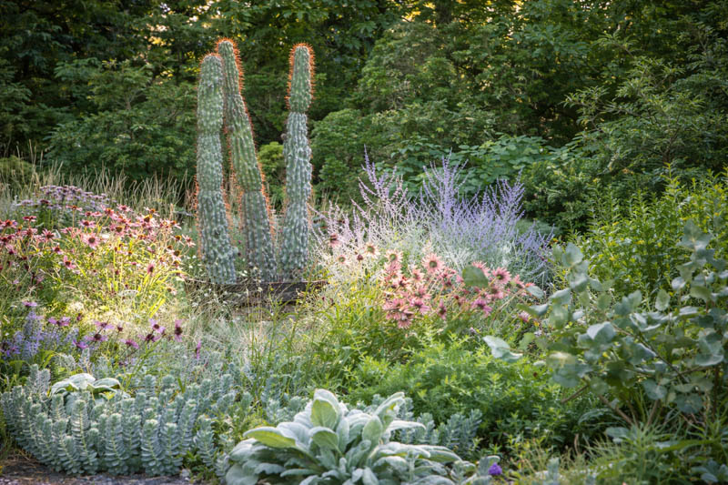 A cactus from South America, Cereus repandus f. monstrosa catches the light, surrounded by clouds of Echinacea tennesseensis, and silvery Euphorbia myrsinites, and Salvia argentea