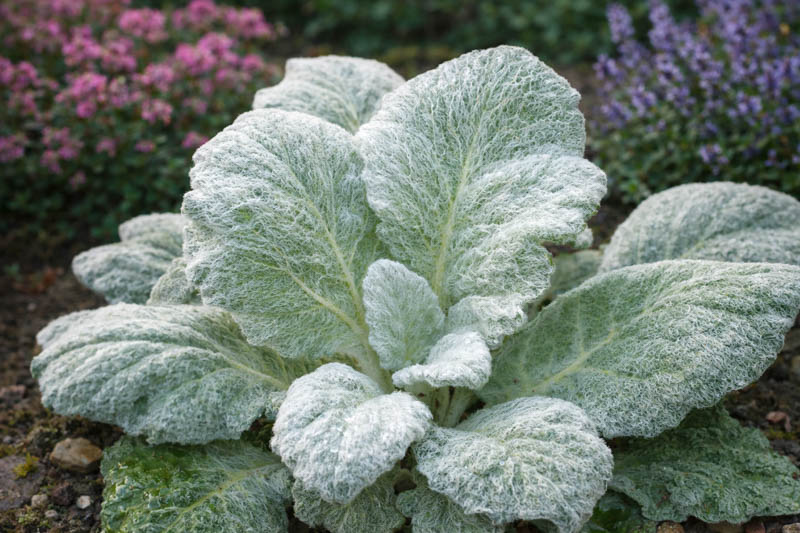 Salvia argentea, Silver Sage, Silver Clary, Silvery Clary, Silvery-Leaved Sage, Salvia sclarea 'Argentea'