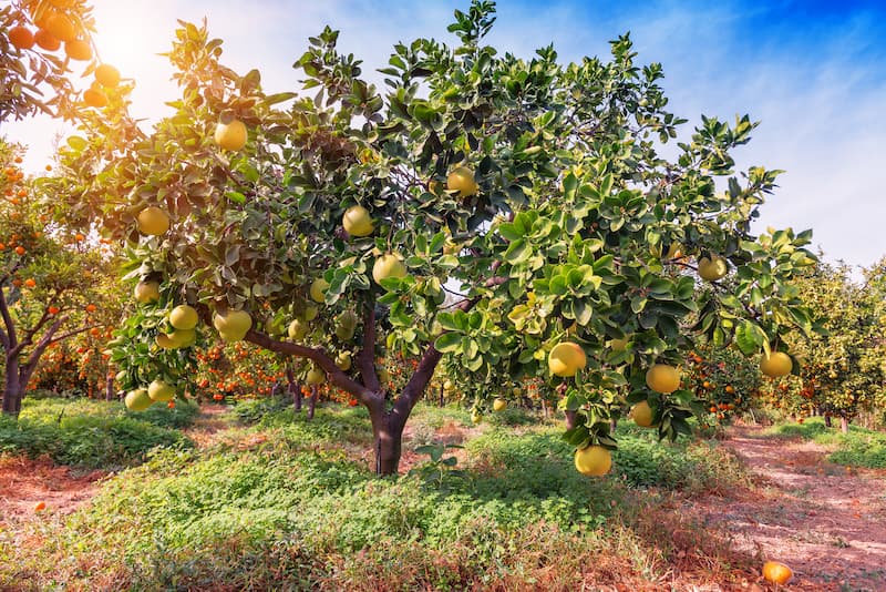 Pomelo, Pummelo, Shaddock,Pamplemousse, Citrus maxima, Citrus grandis