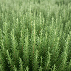 Rosmarinus Officinalis 'Arp', Arp Rosemary, Rosemary 'Arp', Salvia rosmarinus 'Arp', fragrant shrub, fragrant herb, Mediterranean Plant, Perennial Shrub