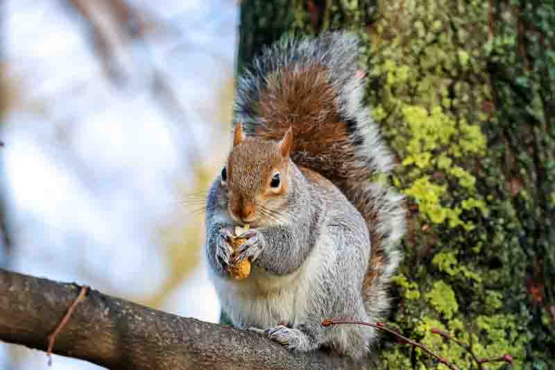 Peanut, Groundnut, Gober, Pindar, Monkey Nut, Manilla Nut, Pinder, Underground Bean, Earth Almond, Earth Nut, Grass Nut, Ground Nut, Arachis hypogaea