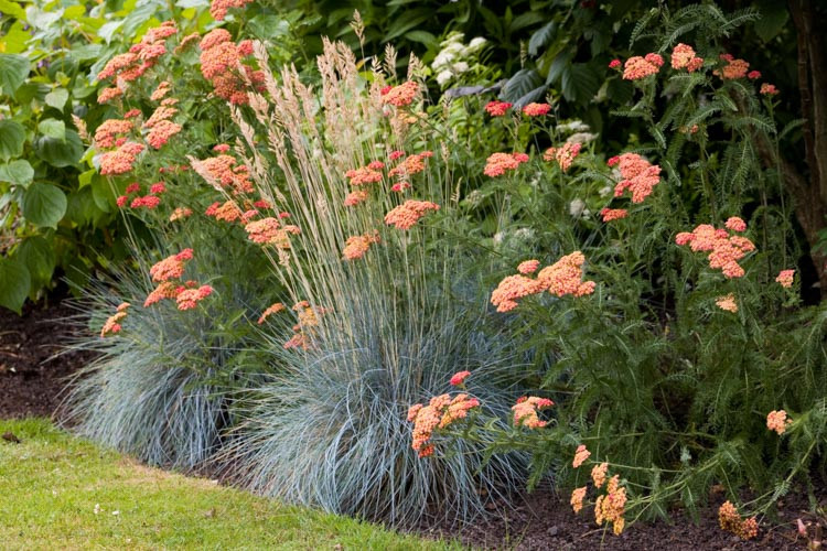 Festuca Glauca 'Elijah Blue',Blue Fescue 'Elijah Blue', Festuca Ovina Glauca 'Elijah Blue', Festuca Ovina Glauca 'Elija-blue', Blue Fescue, drought tolerant grass, drought tolerant perennial