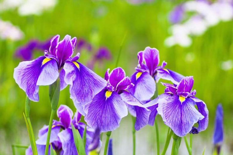Iris Ensata, Japanese Iris, Japanese Flag,Japanese Iris best varieties, Japanese Water Iris, Iris kaempferi, Sword-Leaved Iris