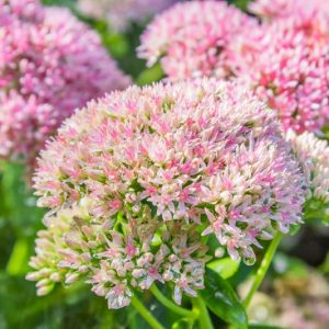 Stonecrop 'Herbstfreude', Sedum 'Autumn Joy', Hylotelephium Spectabile, Sedum Spectabile, Sedum Matrona, Sedumpurple Emperor, Border Sedums, fall flowers, Fall perennials