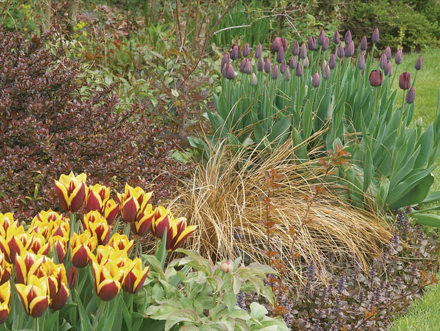 Spring Garden