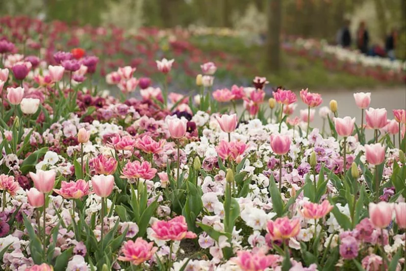Tulipa Blue Diamond,Tulip 'Blue Diamond', Double Late Tulip 'Blue Diamond', Double Late Tulips, Spring Bulbs, Spring Flowers,Tulipe Blue Diamond, Double Late Tulip, Purple Tulip
