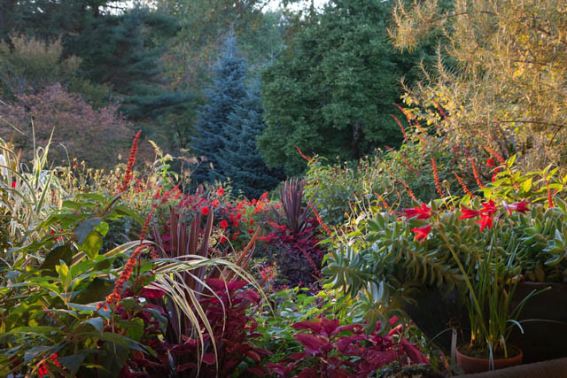 Dalia Bishop of Llandaff, Bishop of Llandaff Dahlia,Dark Foliage Dahlia, Peony-Flowering Dahlias, Miscellaneous Dahlias, Red Dahlia Flowers, Dahlia Tubers, Dahlia Bulbs, Dahlia Flower, Dahlia Flowers, summer bulbs