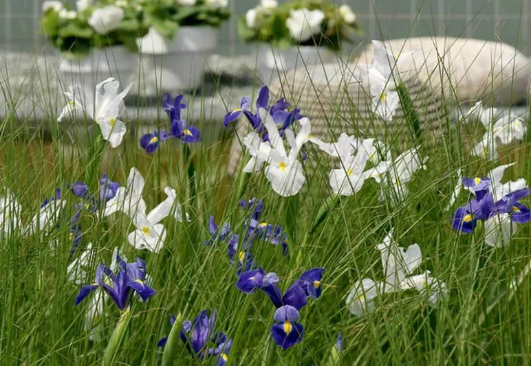 Iris Hollandica, Dutch Iris, Late spring blooms, Early summer blooms, Iris Professor Blaauw, Blue Iris, Purple Iris