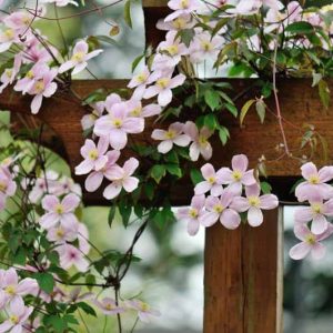 Clematis Montana, Montana clematis, group 1 clematis, pink clematis, Disease resistant clematis, spring clematis,