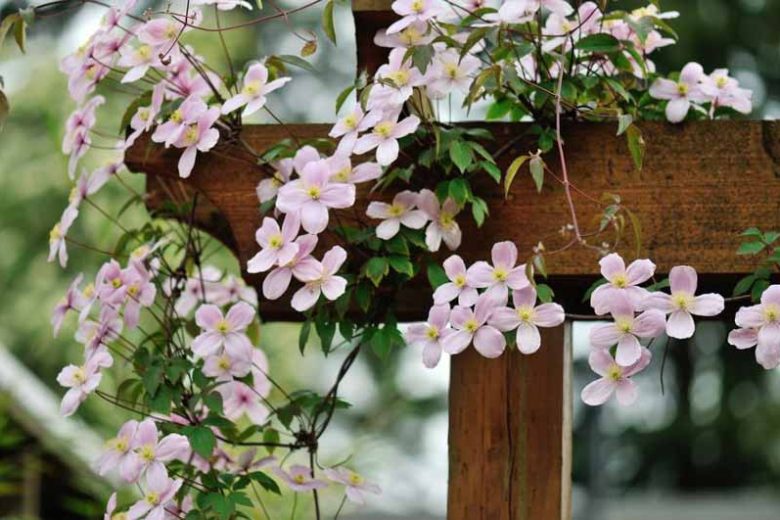 Clematis Montana, Montana clematis, group 1 clematis, pink clematis, Disease resistant clematis, spring clematis,