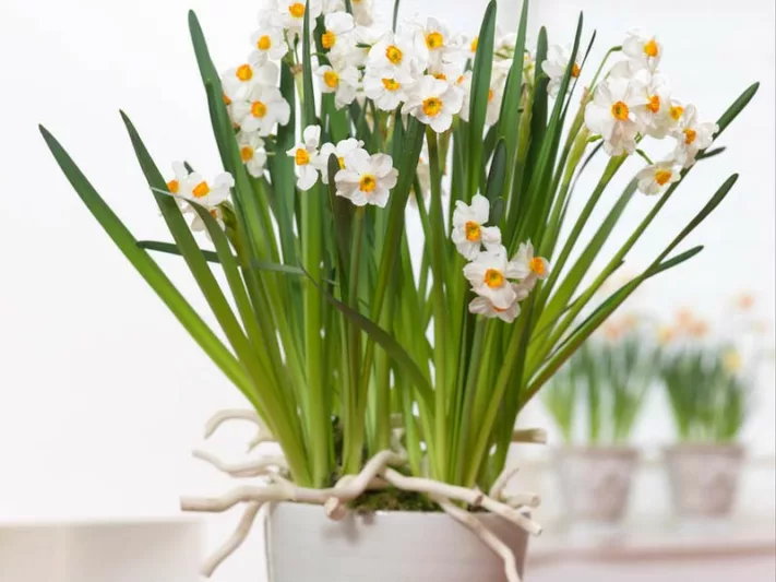 Narcissus Geranium, Daffodil 'Geranium', Tazetta Daffodil 'Geranium', Spring Bulbs, Spring Flowers, mid spring bulb, late spring bulb, mid season narcissus, late season narcissus, fragrant daffodil