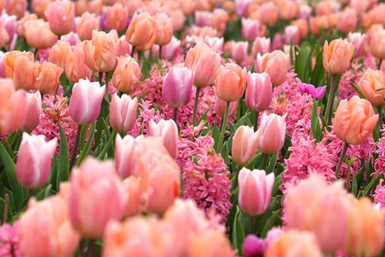 Tulip 'Apricot Beauty', Tulipa 'Apricot Beauty, Single Early Tulip 'Apricot Beauty', Single Early Tulips, Spring Bulbs, Spring Flowers, Apricot Tulip