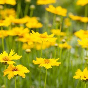 Tickseed, Coreopsis, perennial flowers, drought tolerant perennials, yellow flowers, deer resistant perennials, dry soil perennials, Coreopsis verticillata, Coreopsis grandiflora, Coreopsis lanceolata, Coreopsis hybrids