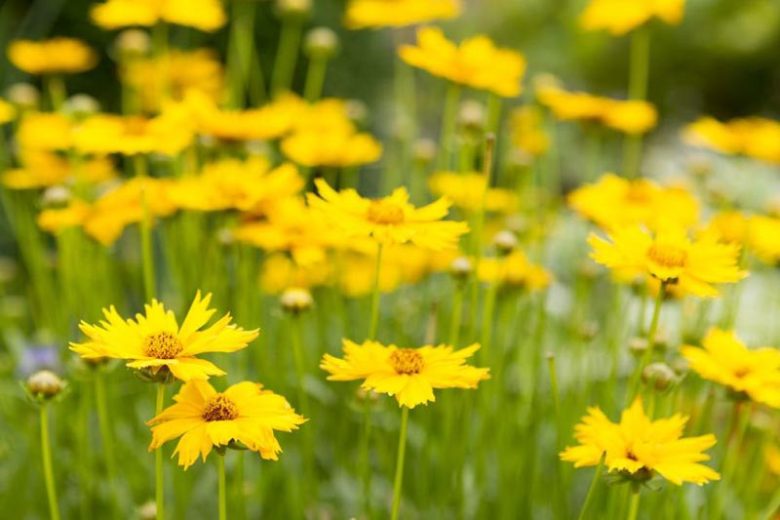 Tickseed, Coreopsis, perennial flowers, drought tolerant perennials, yellow flowers, deer resistant perennials, dry soil perennials, Coreopsis verticillata, Coreopsis grandiflora, Coreopsis lanceolata, Coreopsis hybrids
