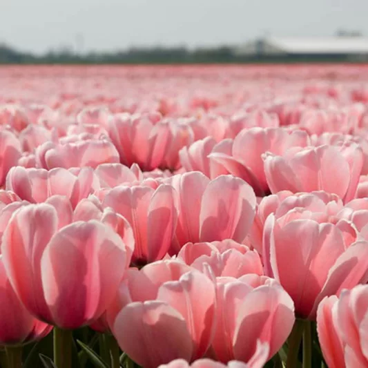 Tulipa 'Pink Impression', Tulip 'Pink Impression', Darwin Hybrid Tulip 'Pink Impression', Darwin Hybrid Tulips, Spring Bulbs, Spring Flowers, Pink Tulip,
