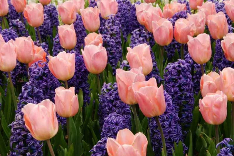 Tulip 'Apricot Beauty', Tulipa 'Apricot Beauty, Single Early Tulip 'Apricot Beauty', Single Early Tulips, Spring Bulbs, Spring Flowers, Apricot Tulip