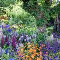 Plant Combinations, Flowerbeds Ideas, Spring Borders, Summer Borders, Lupinus Masterpiece, Aquilegia 'Blue Barlow', Camassia 'Blue Danube', Geum Prinses Juliana, Avens, Verbascum Southern Charm