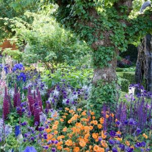 Plant Combinations, Flowerbeds Ideas, Spring Borders, Summer Borders, Lupinus Masterpiece, Aquilegia 'Blue Barlow', Camassia 'Blue Danube', Geum Prinses Juliana, Avens, Verbascum Southern Charm