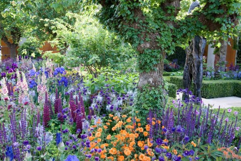 Plant Combinations, Flowerbeds Ideas, Spring Borders, Summer Borders, Lupinus Masterpiece, Aquilegia 'Blue Barlow', Camassia 'Blue Danube', Geum Prinses Juliana, Avens, Verbascum Southern Charm